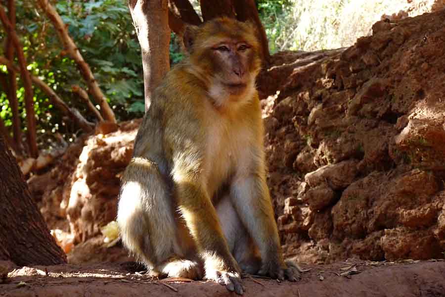 OUZOUD WATERFALLS 2 900