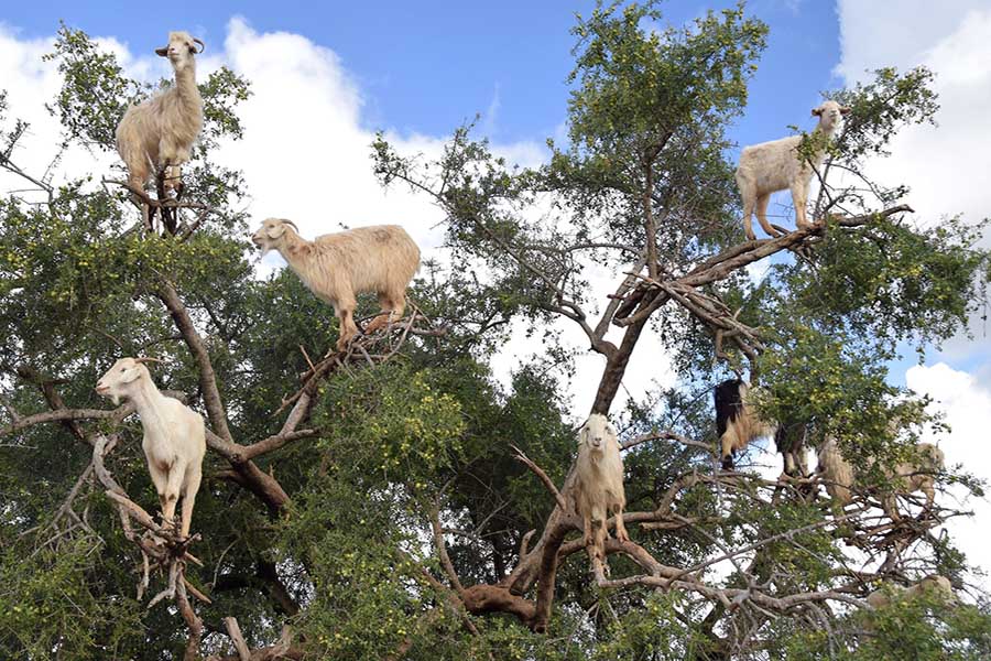 essaouira goat 900